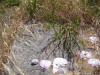 Unknown 6.JPG (261664 bytes)